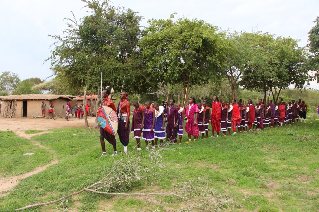 Guerrieri Maasai si avvicinano al recinto dando inizio alla cerimonia