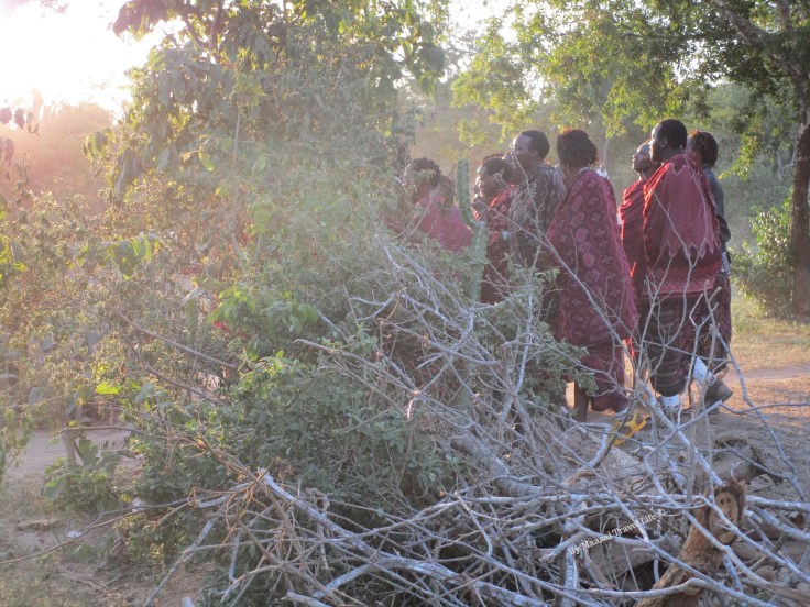 cerimonia maasai warrior Kiberashi - Tanzania