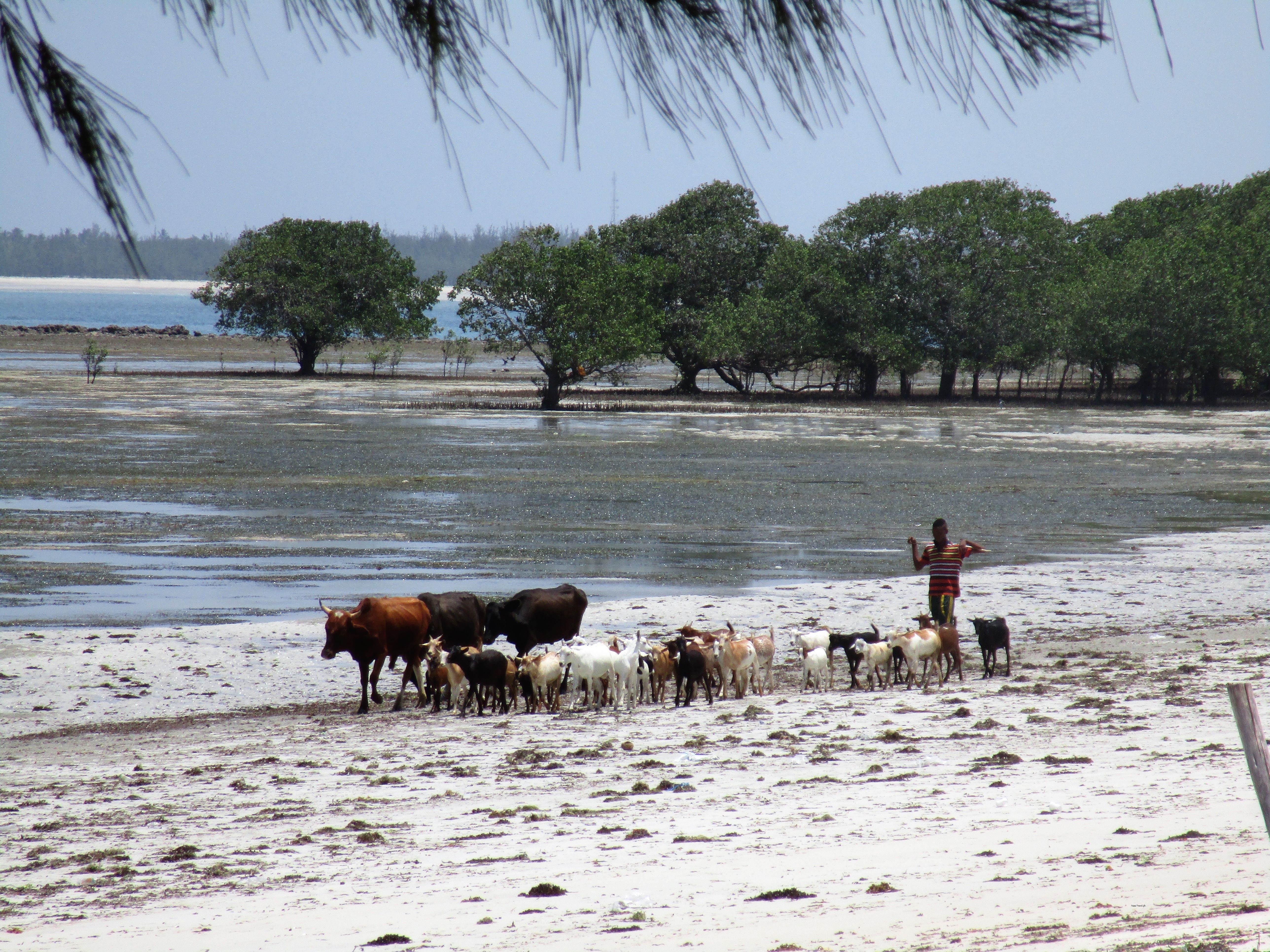 Mucche al pascolo sulla spiaggia di Kigamboni in Tanzania