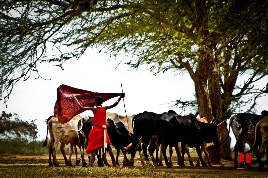 il pascolo e la savana
