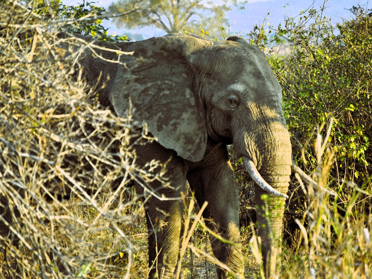 Safari e Tour della&nbsp;savana